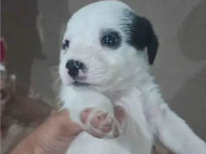 Cachorro raça SRD-ViraLata idade Abaixo de 2 meses nome Filhotes