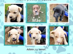 Cachorro raça SRD-ViraLata idade Abaixo de 2 meses nome Caramelo/ pretinho/ branquinho/café com leite 