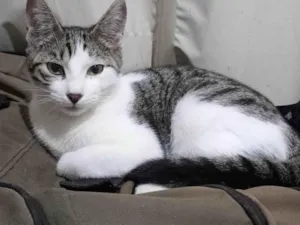 Gato raça SRD-ViraLata idade 2 a 6 meses nome Albertina