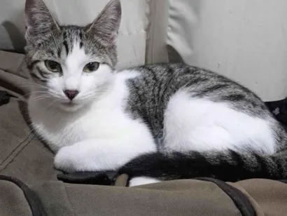 Gato raça SRD-ViraLata idade 2 a 6 meses nome Albertina