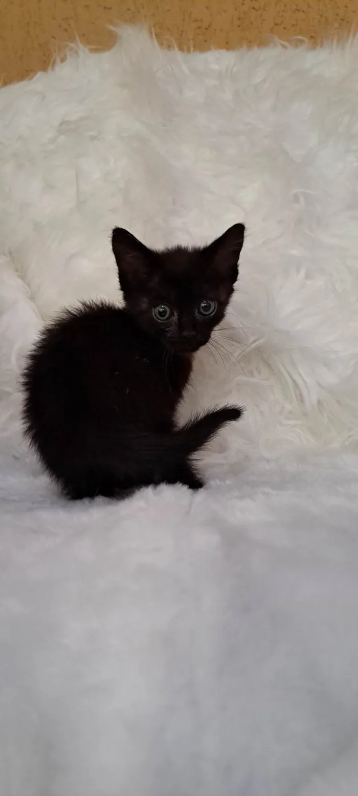 Gato ra a SRD-ViraLata idade Abaixo de 2 meses nome Ozzy