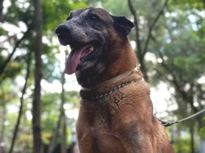 Cachorro raça Pastor Alemão idade 6 ou mais anos nome Draco
