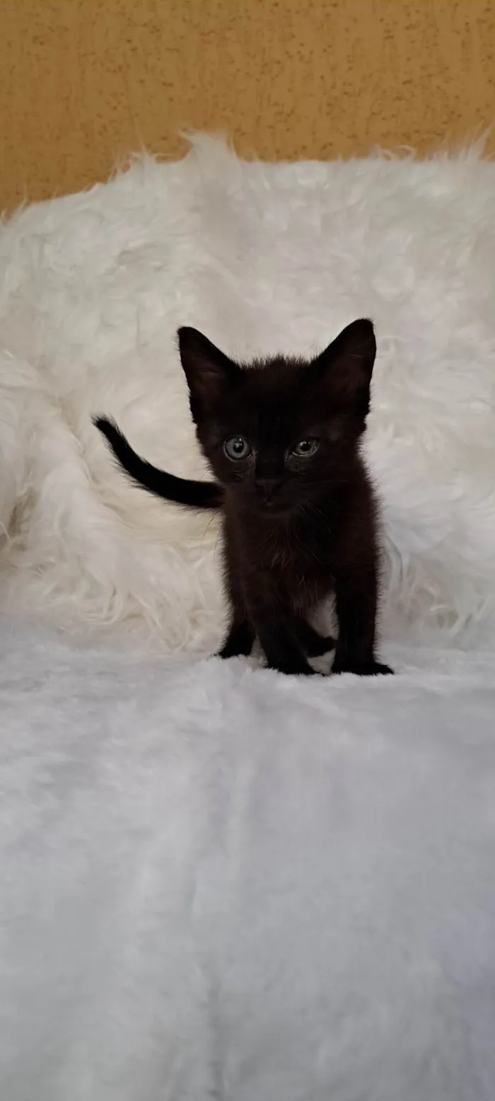 Gato ra a SRD-ViraLata idade Abaixo de 2 meses nome Ozzy