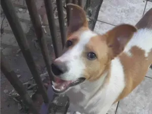 Cachorro raça SRD-ViraLata idade 1 ano nome Max