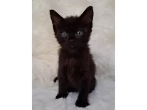 Gato raça SRD-ViraLata idade Abaixo de 2 meses nome Ozzy