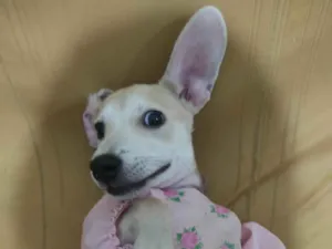 Cachorro raça SRD-ViraLata idade 2 a 6 meses nome shena 