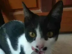 Gato raça SRD-ViraLata idade 2 a 6 meses nome Cristal