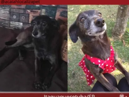 Cachorro raça SRD-ViraLata idade 6 ou mais anos nome Sweet 