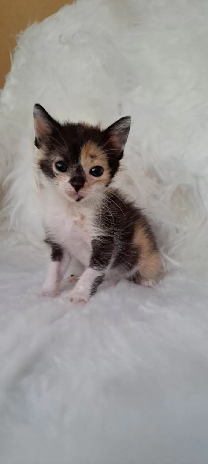 Gato ra a SRD-ViraLata idade Abaixo de 2 meses nome Zama