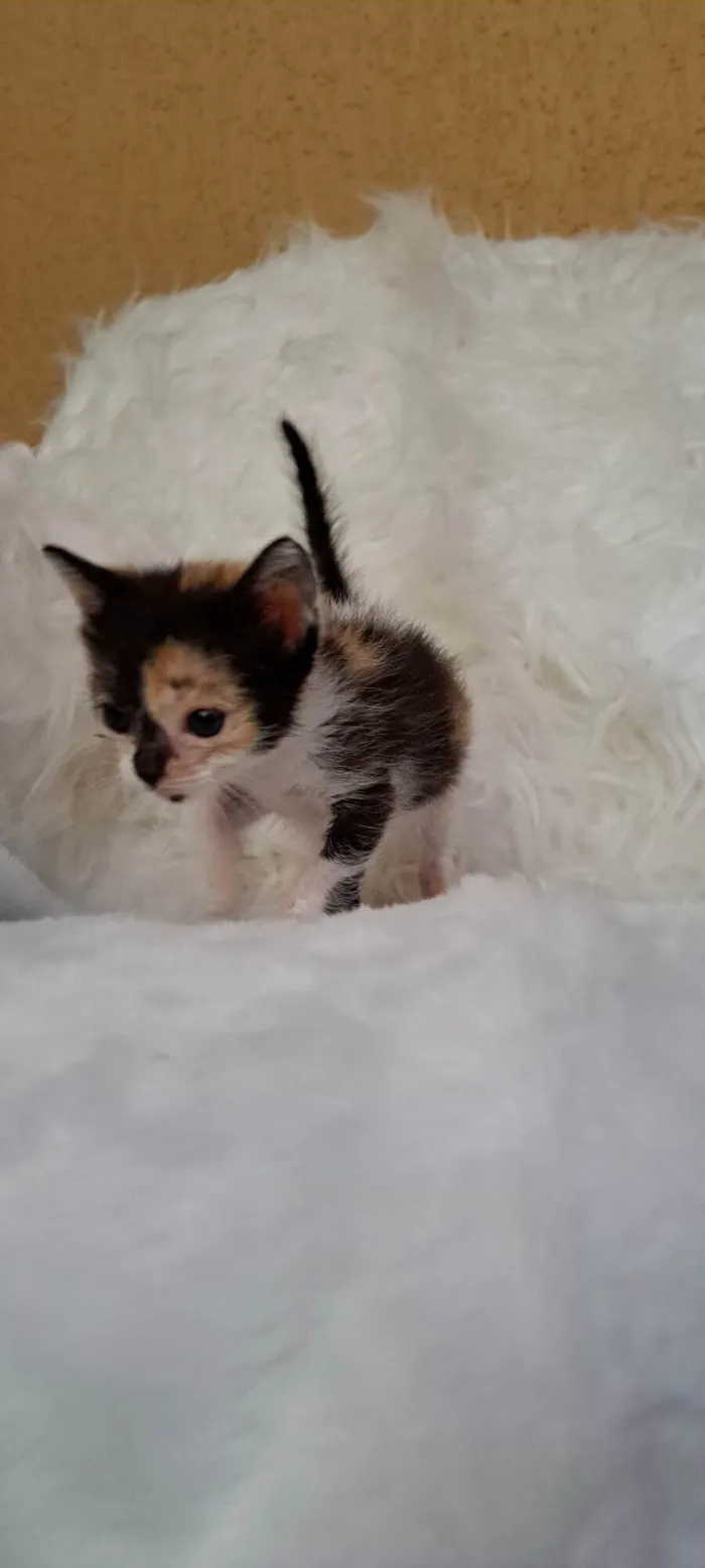 Gato ra a SRD-ViraLata idade Abaixo de 2 meses nome Zama