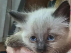 Gato raça Exótico idade 2 a 6 meses nome A escolher
