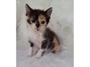 Gato raça SRD-ViraLata idade Abaixo de 2 meses nome Zama