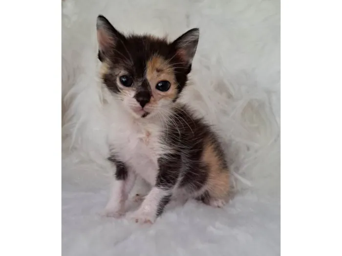 Gato ra a SRD-ViraLata idade Abaixo de 2 meses nome Zama