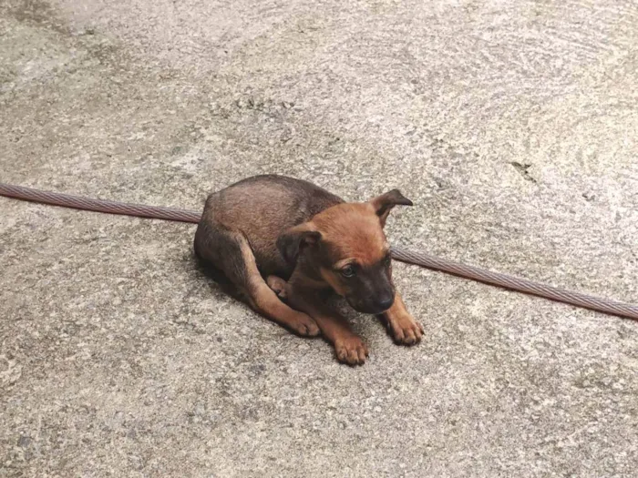 Cachorro ra a SRD-ViraLata idade Abaixo de 2 meses nome Sem nome