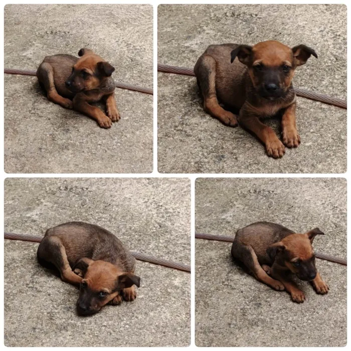 Cachorro ra a SRD-ViraLata idade Abaixo de 2 meses nome Sem nome
