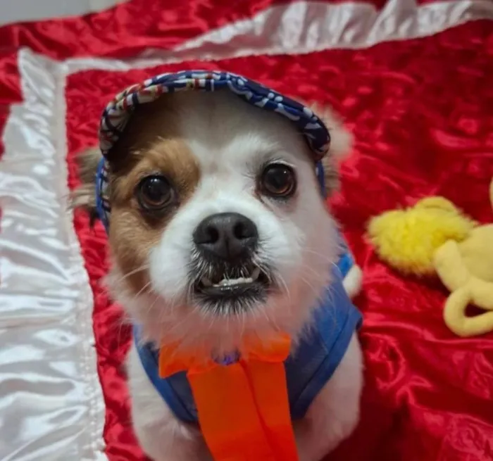 Cachorro ra a Shitzu idade 1 ano nome Pingo 