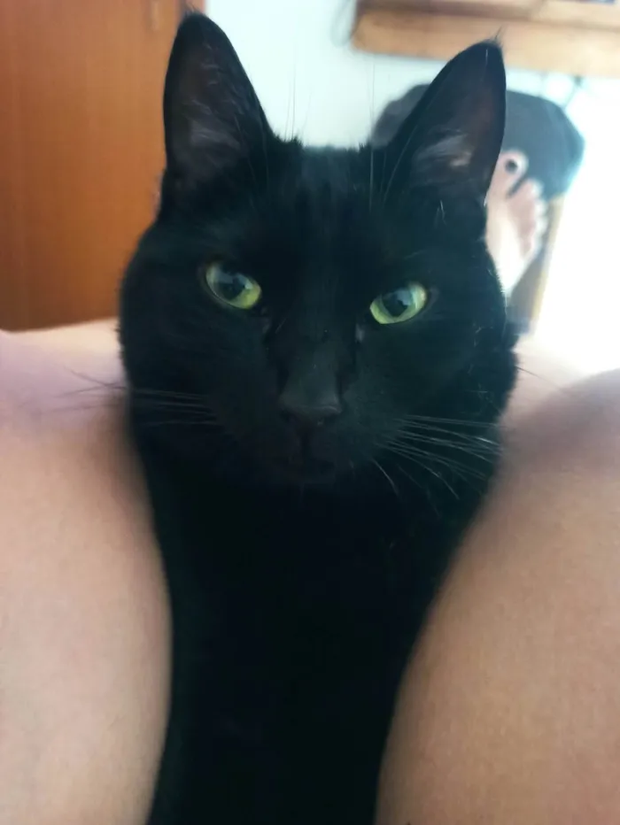 Gato ra a SRD-ViraLata idade 3 anos nome Syon