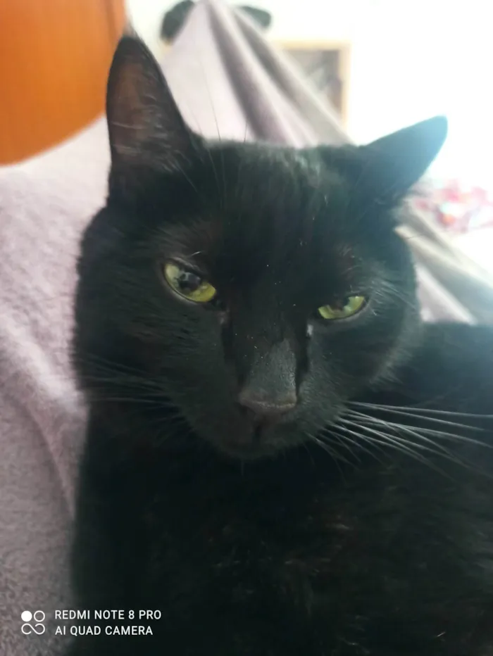 Gato ra a SRD-ViraLata idade 3 anos nome Syon