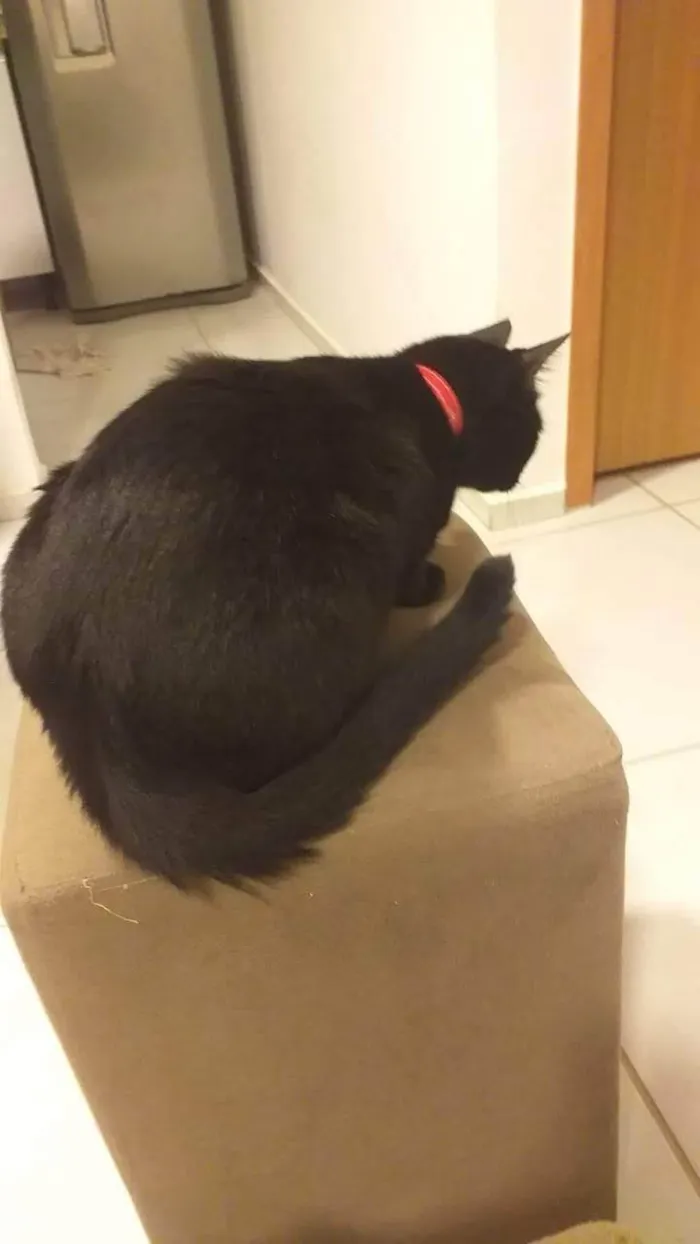 Gato ra a SRD-ViraLata idade 3 anos nome Syon