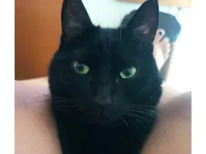 Gato ra a SRD-ViraLata idade 3 anos nome Syon