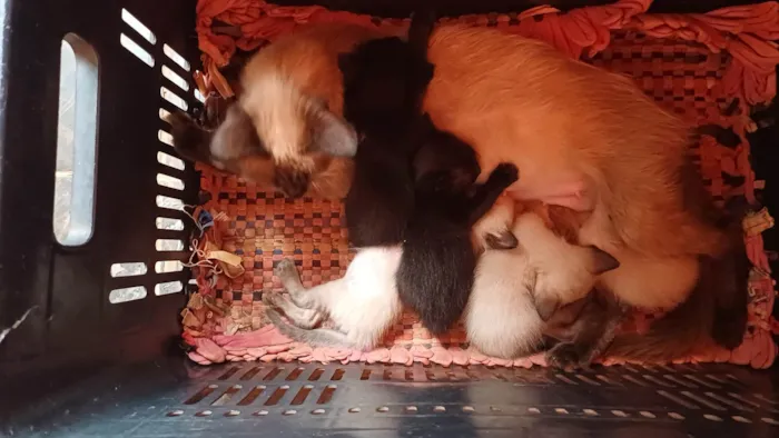 Gato ra a SRD-ViraLata idade Abaixo de 2 meses nome Sem nome