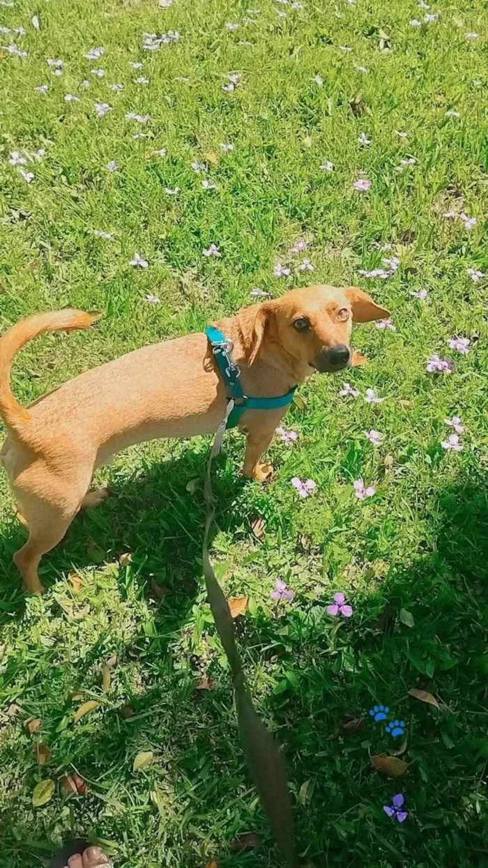 Cachorro ra a SRD-ViraLata idade 2 anos nome Bilbo