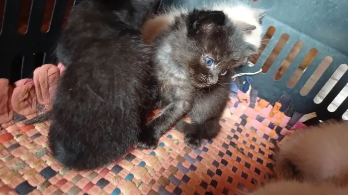 Gato ra a SRD-ViraLata idade Abaixo de 2 meses nome Sem nome