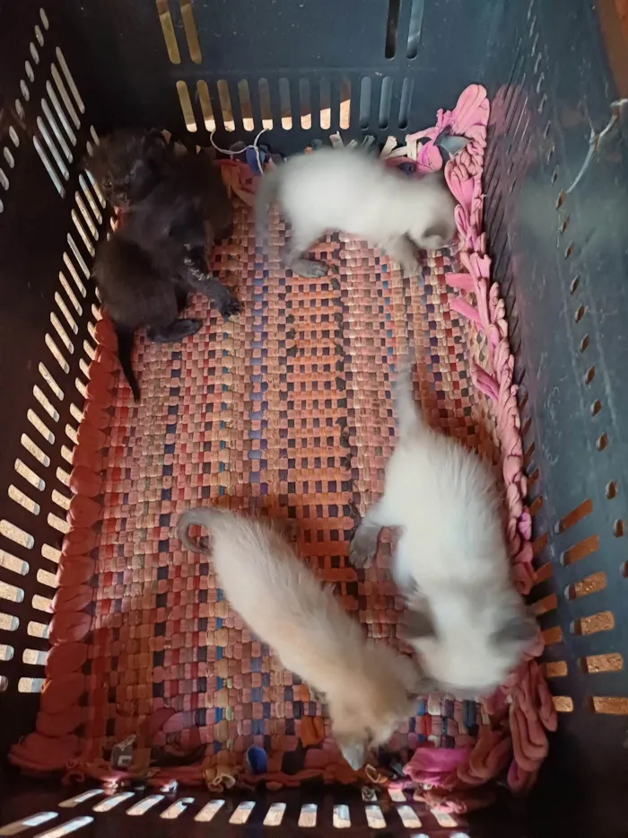 Gato ra a SRD-ViraLata idade Abaixo de 2 meses nome Sem nome