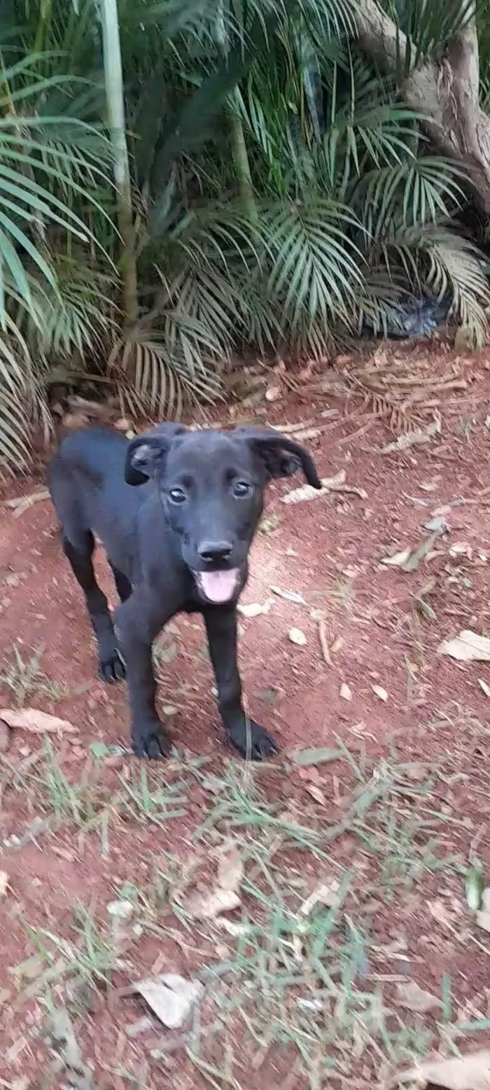 Cachorro ra a SRD-ViraLata idade 2 a 6 meses nome Sem nome 