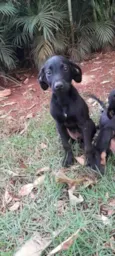 Cachorro ra a SRD-ViraLata idade 2 a 6 meses nome Sem nome 