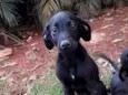 Cachorro raça SRD-ViraLata idade 2 a 6 meses nome Sem nome 