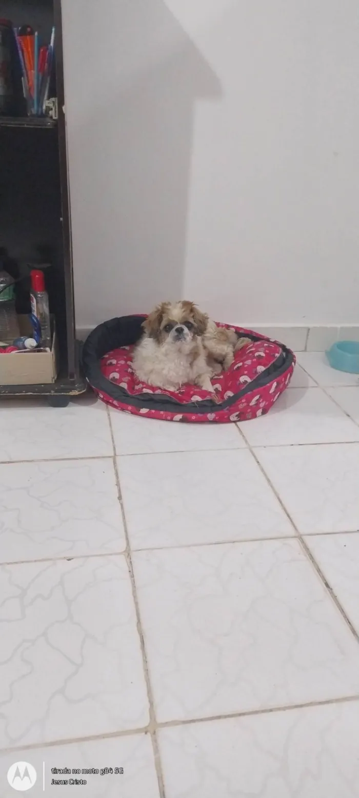 Cachorro ra a Shitzu idade 6 ou mais anos nome TAA HESTHEFANY DIAS SILVA