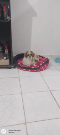 TAA HESTHEFANY DIAS SILVA