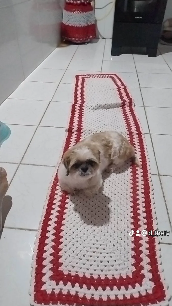 Cachorro ra a Shitzu idade 6 ou mais anos nome TAA HESTHEFANY DIAS SILVA