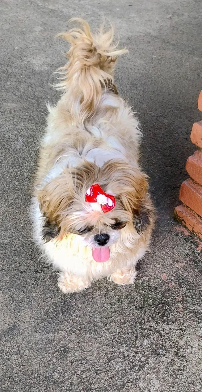 Cachorro ra a Shitzu idade 6 ou mais anos nome TAA HESTHEFANY DIAS SILVA