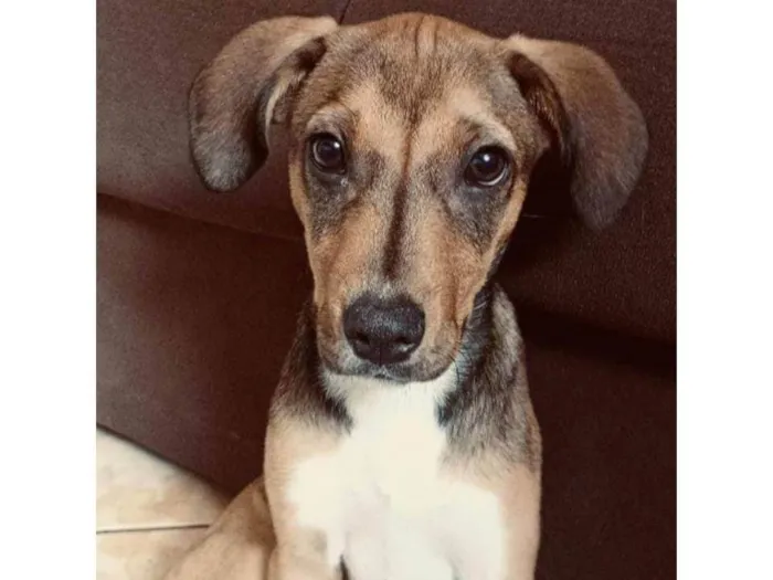 Cachorro ra a SRD-ViraLata idade 2 a 6 meses nome Zeri