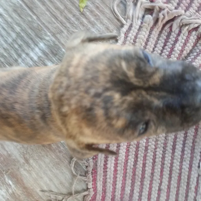 Cachorro ra a SRD-ViraLata idade Abaixo de 2 meses nome Golf