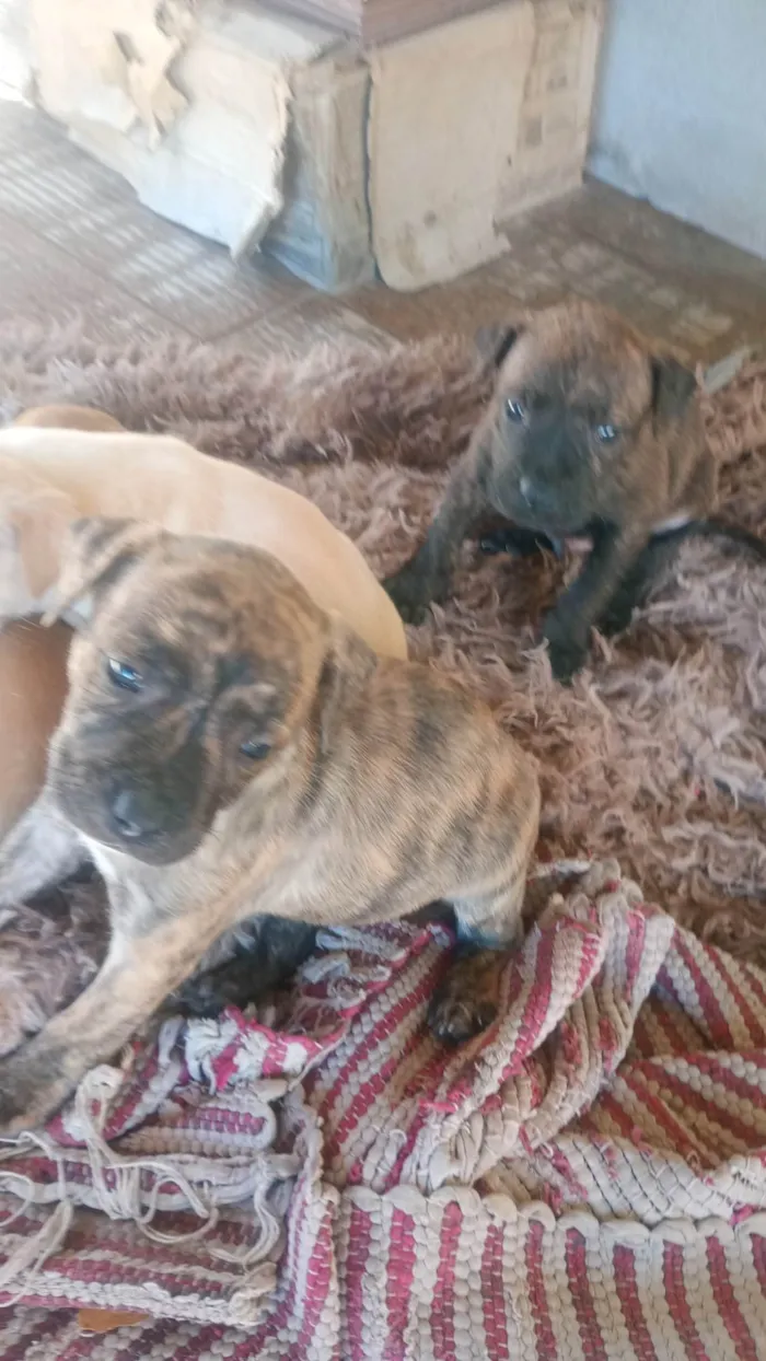 Cachorro ra a SRD-ViraLata idade Abaixo de 2 meses nome Golf