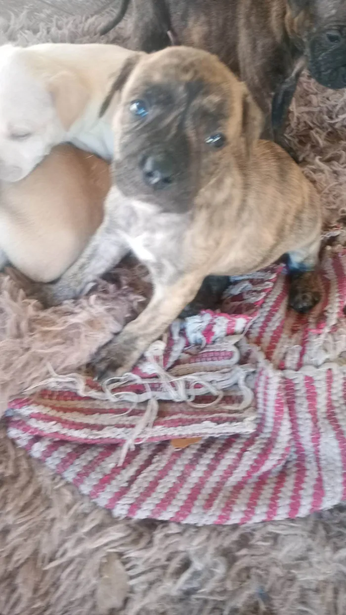 Cachorro ra a SRD-ViraLata idade Abaixo de 2 meses nome Golf