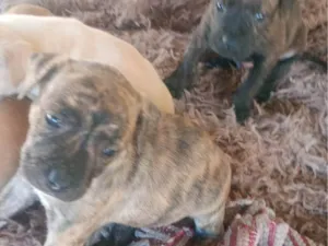 Cachorro ra a SRD-ViraLata idade Abaixo de 2 meses nome Golf