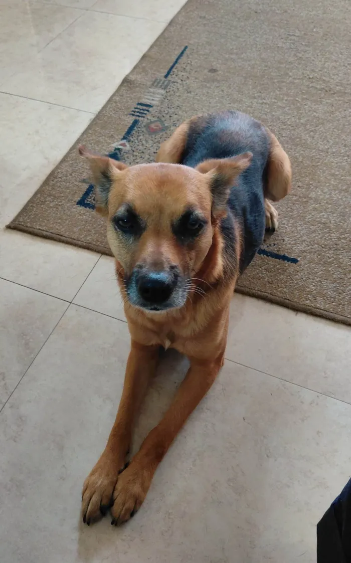 Cachorro ra a SRD-ViraLata idade 6 ou mais anos nome kica 