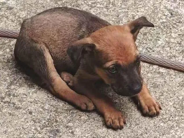 Cachorro raça SRD-ViraLata idade Abaixo de 2 meses nome Sem nome