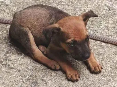 Cachorro raça SRD-ViraLata idade Abaixo de 2 meses nome Sem nome