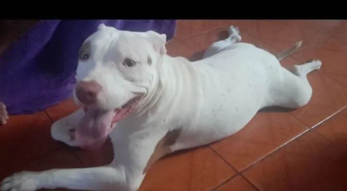 Cachorro ra a Pit-Bull idade 2 anos nome Rek