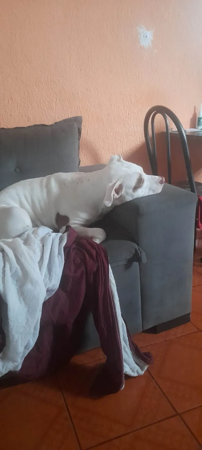 Cachorro ra a Pit-Bull idade 2 anos nome Rek