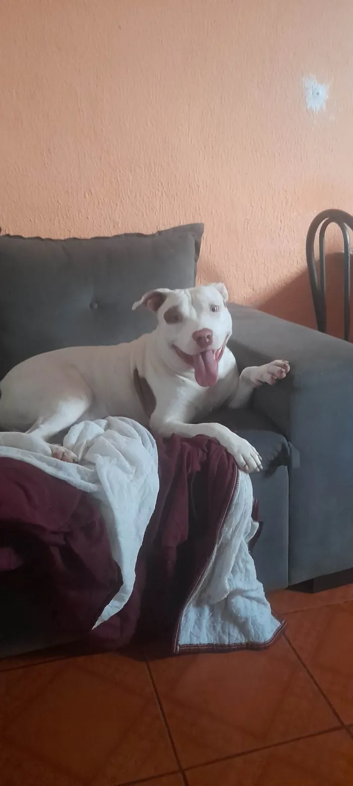 Cachorro ra a Pit-Bull idade 2 anos nome Rek