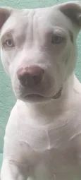 Cachorro raça Pit-Bull idade 2 anos nome Rek