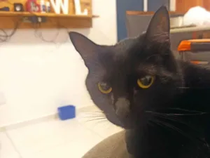 Gato raça SRD-ViraLata idade 3 anos nome Karev