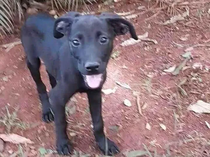 Cachorro ra a SRD-ViraLata idade 2 a 6 meses nome Sem nome 