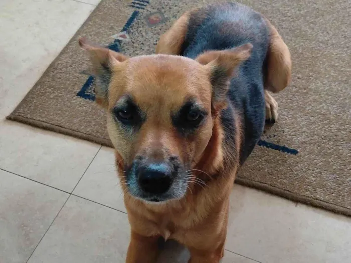 Cachorro ra a SRD-ViraLata idade 6 ou mais anos nome kica 